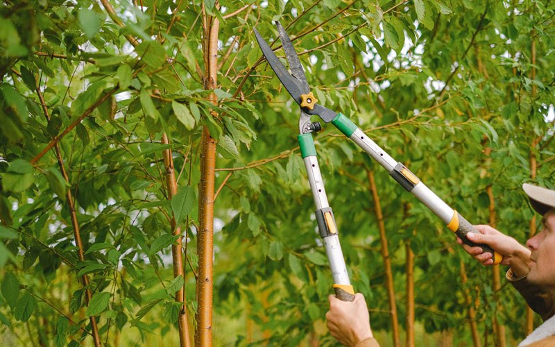 Tree trimming in Langley, AR